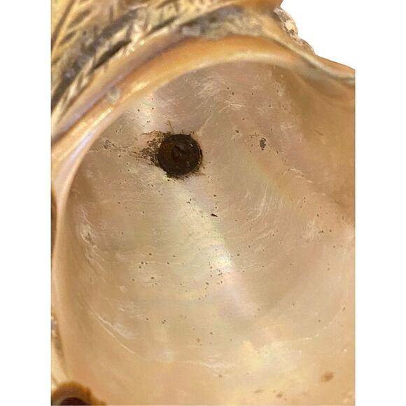 Victorian Hand Carved Conch Shell Basket Bowl Caviar  Dish Mother of Pearl Antiq - Picture 8 of 8